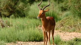 Antelope Photo Download