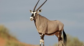 Antelope Photo Free