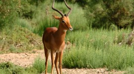 Antelope Photo#1