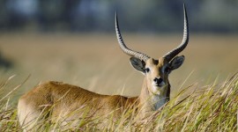 Antelope Wallpaper 1080p