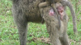 Baboon Wallpaper For IPhone