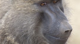 Baboon Wallpaper For IPhone Free