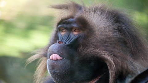 Baboon wallpapers high quality