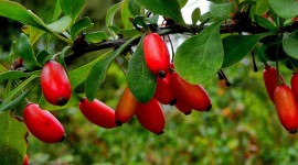 Barberry Wallpaper Download Free
