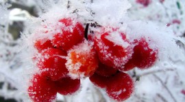 Berries In The Snow Best Wallpaper