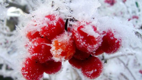 Berries In The Snow wallpapers high quality