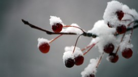 Berries In The Snow Desktop Wallpaper