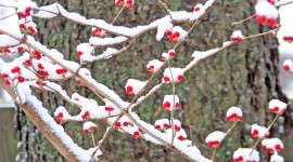 Berries In The Snow Photo#2