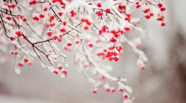 Berries In The Snow Wallpaper 1080p
