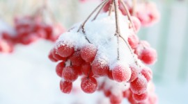 Berries In The Snow Wallpaper 1080p#1