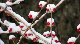 Berries In The Snow Wallpaper