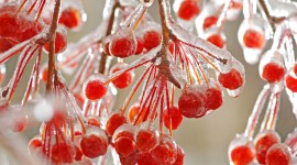 Berries In The Snow Wallpaper Download