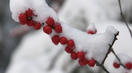Berries In The Snow Wallpaper Full HD#1