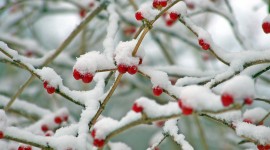 Berries In The Snow Wallpaper Gallery