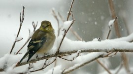 Birds In Winter Desktop Wallpaper