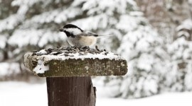 Birds In Winter Desktop Wallpaper For PC