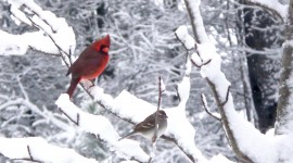 Birds In Winter Desktop Wallpaper HD