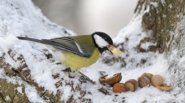 Birds In Winter Photo Download