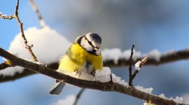 Birds In Winter Photo Download#1