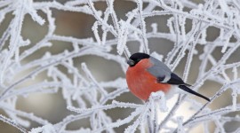 Birds In Winter Photo Free