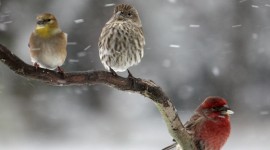 Birds In Winter Photo#1
