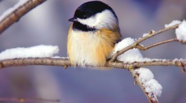 Birds In Winter Wallpaper 1080p