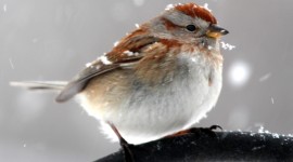 Birds In Winter Wallpaper