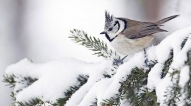 Birds In Winter Wallpaper For Desktop
