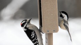 Birds In Winter Wallpaper For IPhone