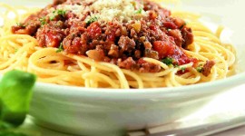 Bolognese Wallpaper Download Free
