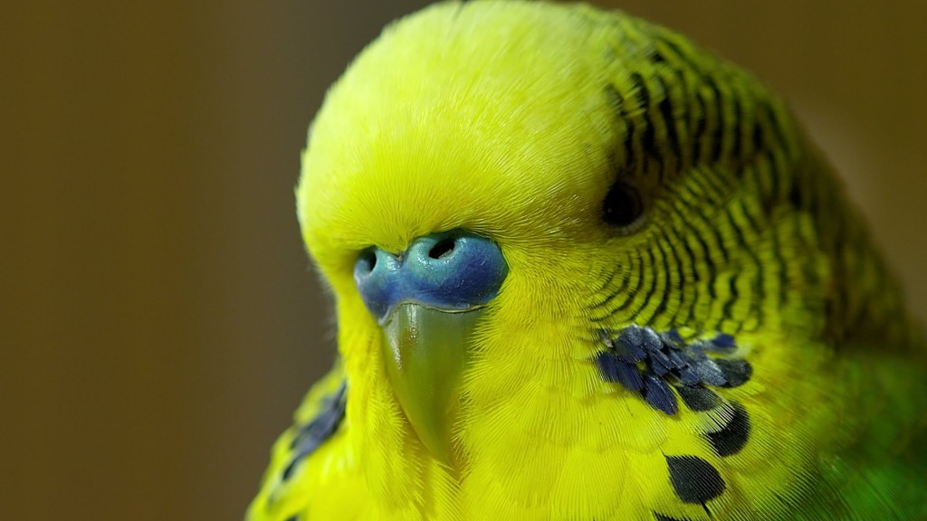 Budgie wallpapers HD