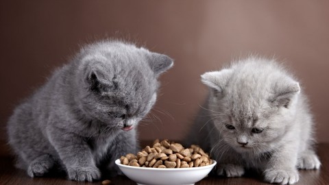Cat Food wallpapers high quality
