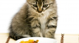 Cat Food Wallpaper For IPhone Download
