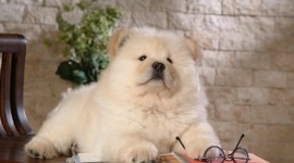 Chow Chow High Quality Wallpaper