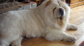 Chow Chow Wallpaper Background