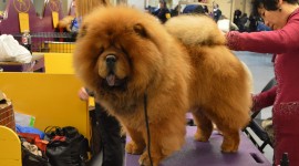 Chow Chow Wallpaper Download Free