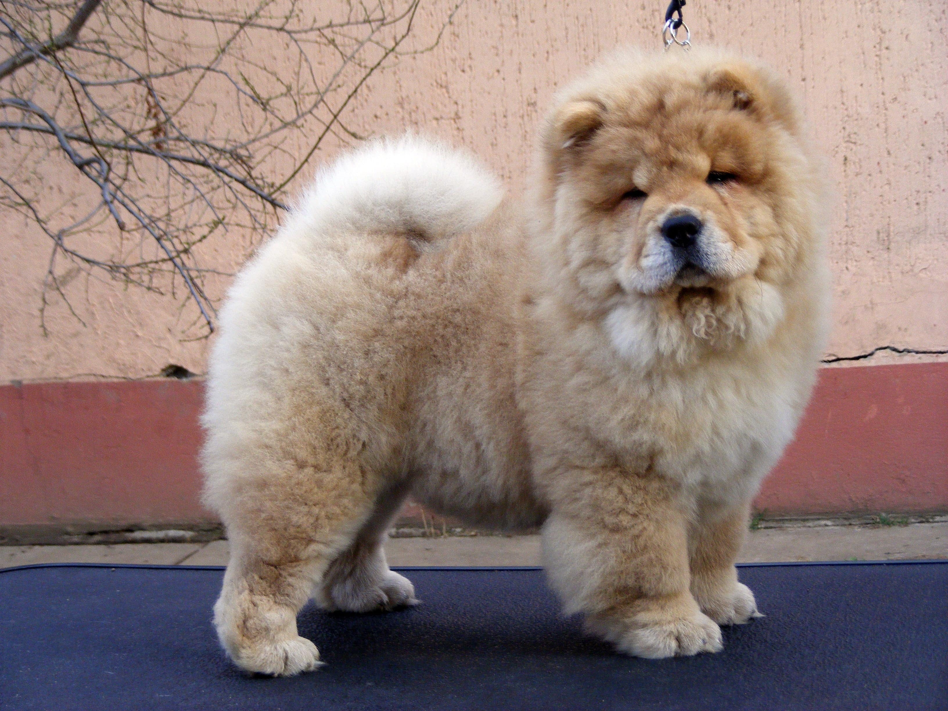 Chow Chow Wallpapers High Quality | Download Free