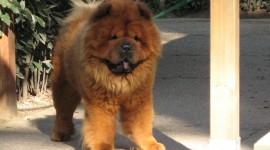 Chow Chow Wallpaper For IPhone