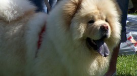 Chow Chow Wallpaper For PC