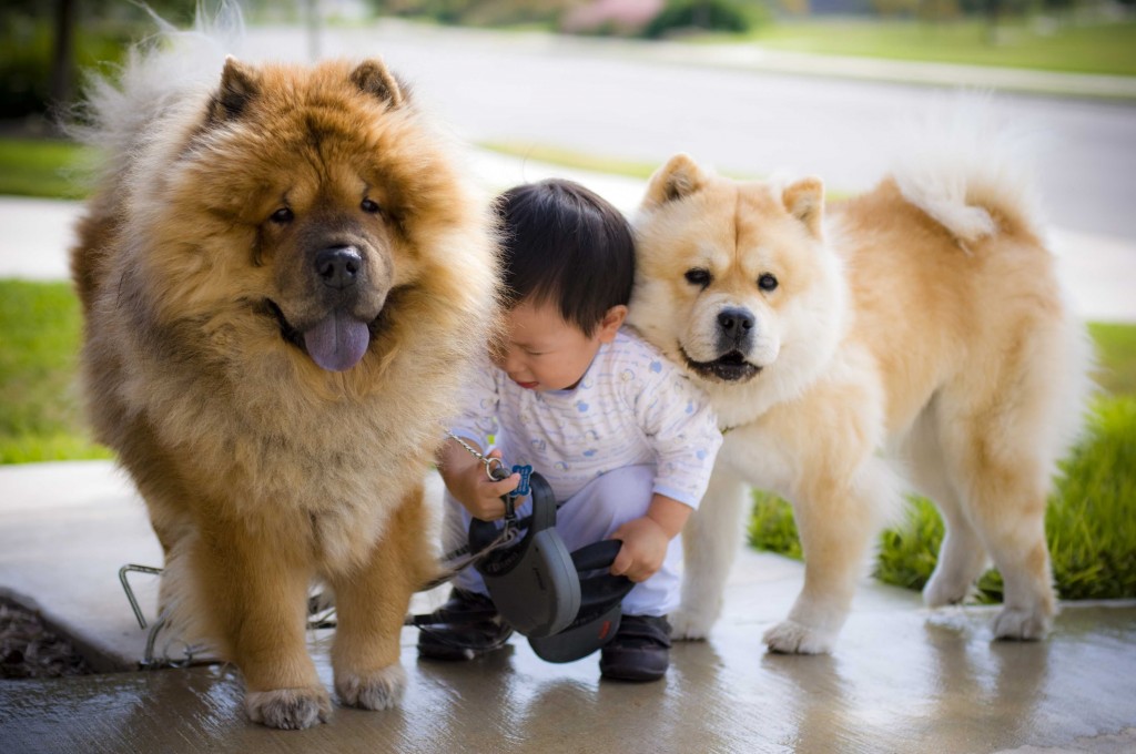 Chow Chow Wallpapers High Quality | Download Free