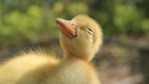 Duckling wallpapers high quality
