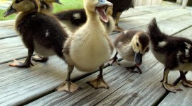 Duckling Photo