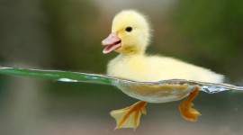 Duckling Photo Free