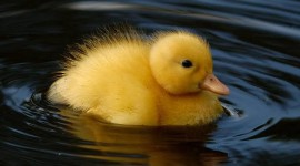Duckling Photo#1