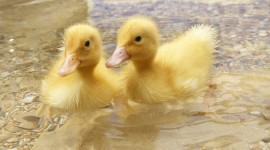 Duckling Wallpaper For PC