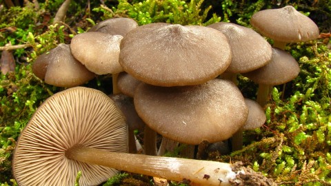 Entoloma Vernum wallpapers high quality