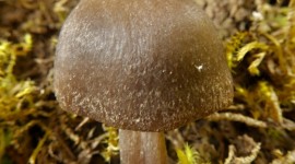 Entoloma Vernum Wallpaper For IPhone