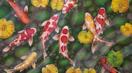 Fishes Watercolor Best Wallpaper