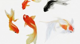Fishes Watercolor High Quality Wallpaper