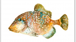 Fishes Watercolor Wallpaper 1080p